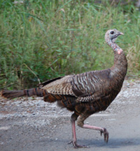 Wild Turkey of the Week